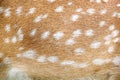 Fur deer brown texture with white patterns , animal skin background