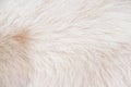 Fur dog smooth texture , light white brown animal skin background Royalty Free Stock Photo