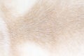 Fur dog soft texture with short smoot patterns or bright wallpaper animal hair brown white background Royalty Free Stock Photo