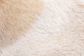 Fur dog texture white light brown background or animal hair bright Royalty Free Stock Photo