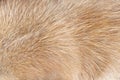 Fur dog brown texture smooth patterns , animal hair top view background Royalty Free Stock Photo