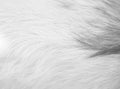 Fur goat texture or animal hair white grey background Royalty Free Stock Photo