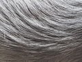 Close-up of the fur of a mixed breed dog. Royalty Free Stock Photo