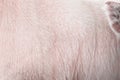 Fur texture of albino buffalo , light pink animal skin on body and ear background Royalty Free Stock Photo