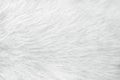 Fur white cat texture for background , Natural animal patterns skin Royalty Free Stock Photo