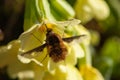 Close-up furry bee fly or humblefly feeding on nectar and pollen Royalty Free Stock Photo