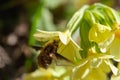 Close-up furry bee fly or humblefly feeding on nectar and pollen Royalty Free Stock Photo