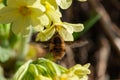 Close-up furry bee fly or humblefly feeding on nectar and pollen Royalty Free Stock Photo