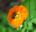 A close-up of a furry bee on an orange flower Royalty Free Stock Photo