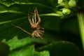 Close-up of a furry brown spider Caucasian Solpuga molting under Royalty Free Stock Photo