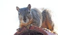 Close up of furry gray squirrel