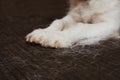 CLOSE-UP FURRY JACK RUSSELL DOG, SHEDDING HAIR DURING MOLT SEASON ON SOFA