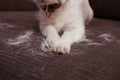 CLOSE-UP FURRY JACK RUSSELL DOG, SHEDDING HAIR DURING MOLT SEASON ON SOFA FURNITURE