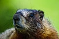 Close up of a Furry Marmot Royalty Free Stock Photo