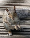 Close up of furry small squirrel eating and looking at camera