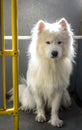 Close-up furry white Samoyed dog