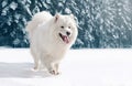 Close-up furry white Samoyed dog running on snow in winter