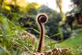 A Young New Zealand fern unfurling