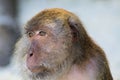 Close up of fury monkey face crab eating long tailed Macaque, Macaca fascicularis on  beach, Ko Lipe, Thailand Royalty Free Stock Photo