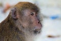 Close up of fury monkey face crab eating long tailed Macaque, Macaca fascicularis on  beach, Ko Lipe, Thailand Royalty Free Stock Photo