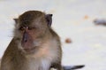 Close up of fury monkey face crab eating long tailed Macaque, Macaca fascicularis on  beach Royalty Free Stock Photo