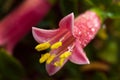 A close up of a ew-covered fuschia flower. Royalty Free Stock Photo