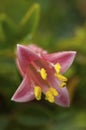 A close up of a fuschia in early morning dew. Royalty Free Stock Photo