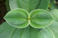 Close up of a fuzzy green leaf - Tibouchina grandiflora