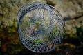 Close-up of Fyke net, a bag-shaped fishing nets or traps