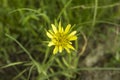 close up: gagea, spring yellow wild flower