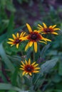 Close up Gaillardia - blanket flowers - beautiful bright yellow and orange flower Royalty Free Stock Photo