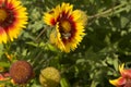 close-up: gaillardia flowers with a bee collecting honey dew Royalty Free Stock Photo