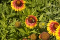 close-up: gaillardia flowers with two bees collecting honey dew Royalty Free Stock Photo