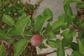 Close up of a Gala apple growing and ripening on an Espalier Apple Tree