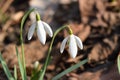 Galanthus spring messanger