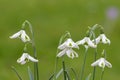 Galanthus trumps snowdrops Royalty Free Stock Photo
