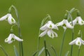 Galanthus trumps snowdrops Royalty Free Stock Photo