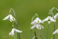 Galanthus trumps snowdrops Royalty Free Stock Photo