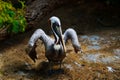 Close-up of a Galapagos brown pelican opening its wings Royalty Free Stock Photo