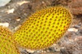 Close up of a Galapagos Cactus