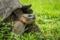 Close-up of Galapagos giant tortoise chewing grass Royalty Free Stock Photo