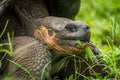 Close-up of Galapagos giant tortoise eating grass Royalty Free Stock Photo