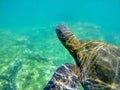 Close up of a Galapagos green sea turtle