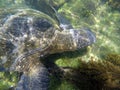 Close up of a Galapagos green sea turtle