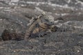 Close up of Galapagos Islands Iguana Royalty Free Stock Photo