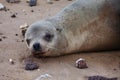 Close up of a Galapagos Sea Lion, Zalophus wollebaeki Royalty Free Stock Photo