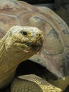 Close Up of a Galapagos Tortoise Royalty Free Stock Photo