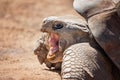 Close Up Of A Galapagos Tortoise Royalty Free Stock Photo