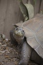 Close up of a Large Galapagos Tortoise Royalty Free Stock Photo