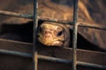 Close up of Galapagos tortoise with sad eyes trapped in a steel cage. Imprisoned animals concept.